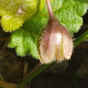 Veronica calycina at Cotter River, ACT - 18 Jul 2020