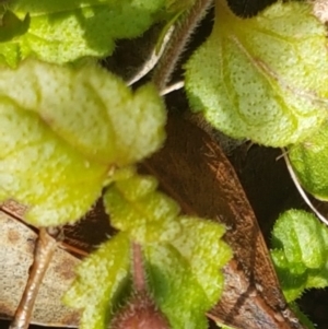 Veronica calycina at Cotter River, ACT - 18 Jul 2020