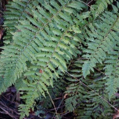 Polystichum proliferum (Mother Shield Fern) at Tennent, ACT - 6 Apr 2014 by AaronClausen