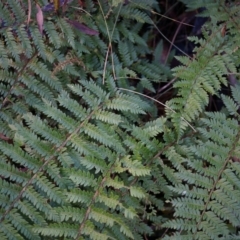 Polystichum proliferum at Tennent, ACT - 6 Apr 2014