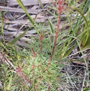 Persoonia chamaepeuce at Cotter River, ACT - 18 Jul 2020