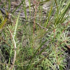 Persoonia chamaepeuce at Cotter River, ACT - 18 Jul 2020