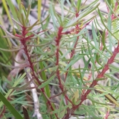 Persoonia chamaepeuce at Cotter River, ACT - 18 Jul 2020