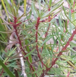 Persoonia chamaepeuce at Cotter River, ACT - 18 Jul 2020