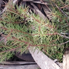 Persoonia chamaepeuce at Cotter River, ACT - 18 Jul 2020 02:06 PM