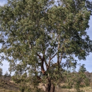 Eucalyptus camaldulensis subsp. camaldulensis at Umbagong District Park - 1 Aug 2020
