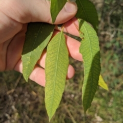 Eucalyptus camaldulensis subsp. camaldulensis at Umbagong District Park - 1 Aug 2020 03:13 PM