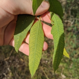 Eucalyptus camaldulensis subsp. camaldulensis at Latham, ACT - 1 Aug 2020