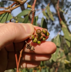 Eucalyptus camaldulensis subsp. camaldulensis at Umbagong District Park - 1 Aug 2020