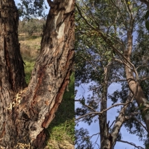 Eucalyptus camaldulensis subsp. camaldulensis at Umbagong District Park - 1 Aug 2020 03:13 PM