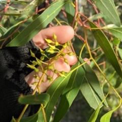 Eucalyptus camaldulensis subsp. camaldulensis at Umbagong District Park - 1 Aug 2020