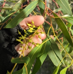 Eucalyptus camaldulensis subsp. camaldulensis at Latham, ACT - 1 Aug 2020