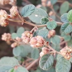 Pomaderris subcapitata at Cotter River, ACT - 18 Jul 2020 by tpreston