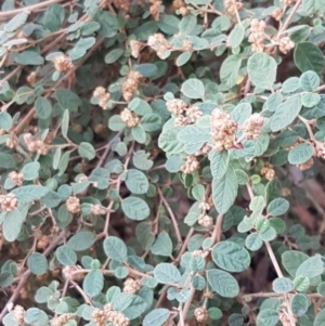 Pomaderris subcapitata at Cotter River, ACT - 18 Jul 2020 02:25 PM