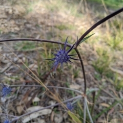 Eryngium ovinum (Blue Devil) at Umbagong District Park - 18 Jul 2020 by MattM