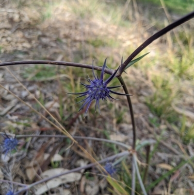 Eryngium ovinum (Blue Devil) at Umbagong District Park - 18 Jul 2020 by MattM