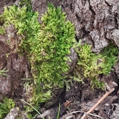 Chiloscyphus sp. at Cotter River, ACT - 18 Jul 2020