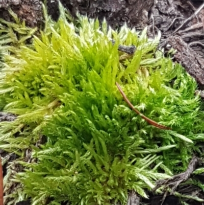Triquetrella at Cotter River, ACT - 18 Jul 2020 by trevorpreston