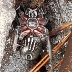 Mituliodon tarantulinus (Prowling Spider) at Cotter River, ACT - 18 Jul 2020 by trevorpreston