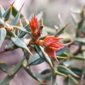 Daviesia ulicifolia subsp. ruscifolia at Cotter River, ACT - 18 Jul 2020