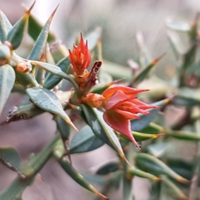 Daviesia ulicifolia subsp. ruscifolia (Broad-leaved Gorse Bitter Pea) at Cotter River, ACT - 18 Jul 2020 by tpreston