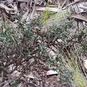 Daviesia ulicifolia subsp. ruscifolia at Cotter River, ACT - 18 Jul 2020