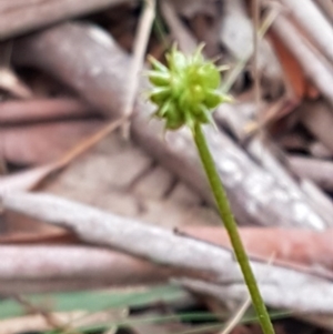 Ranunculus sp. at Cotter River, ACT - 18 Jul 2020