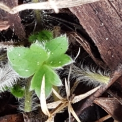 Ranunculus sp. at Cotter River, ACT - 18 Jul 2020