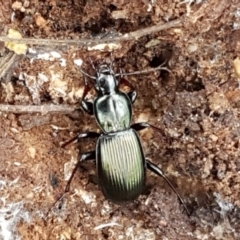 Notonomus opulentus (A ground beetle) at Cotter River, ACT - 18 Jul 2020 by trevorpreston