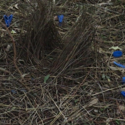 Ptilonorhynchus violaceus (Satin Bowerbird) at Griffith, ACT - 18 Jul 2020 by BenW