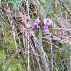 Hovea heterophylla (Common Hovea) at Albury - 17 Jul 2020 by ClaireSee