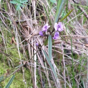 Hovea heterophylla at Albury, NSW - 18 Jul 2020 06:23 AM