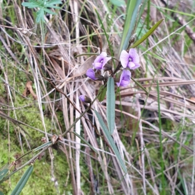 Hovea heterophylla (Common Hovea) at Albury, NSW - 17 Jul 2020 by ClaireSee