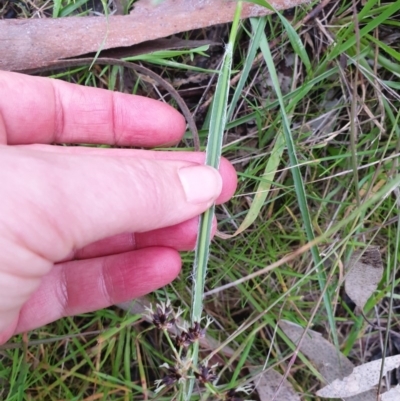 Luzula meridionalis (Common Woodrush) at Monument Hill and Roper Street Corridor - 17 Jul 2020 by ClaireSee