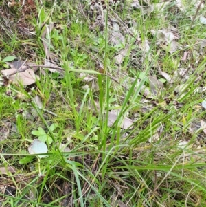 Luzula meridionalis at Albury - 18 Jul 2020