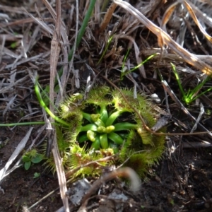 Drosera sp. at Murrumbateman, NSW - 5 Jul 2020 03:14 PM