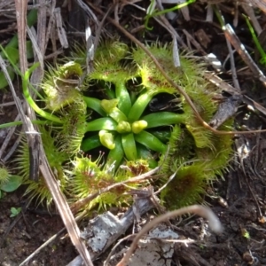 Drosera sp. at Murrumbateman, NSW - 5 Jul 2020 03:14 PM