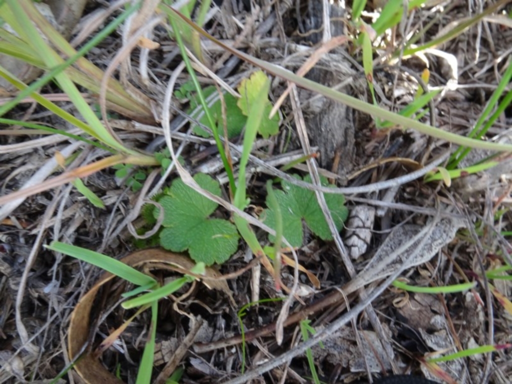 Hydrocotyle laxiflora at Murrumbateman, NSW - 5 Jul 2020