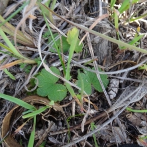 Hydrocotyle laxiflora at Murrumbateman, NSW - 5 Jul 2020