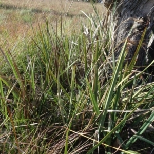 Dianella revoluta var. revoluta at Murrumbateman, NSW - 5 Jul 2020