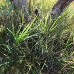 Dianella revoluta var. revoluta at Murrumbateman, NSW - 5 Jul 2020 03:24 PM