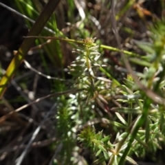 Asperula conferta (Common Woodruff) at Murrumbateman, NSW - 5 Jul 2020 by AndyRussell