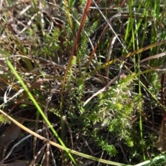 Asperula conferta at Murrumbateman, NSW - 5 Jul 2020