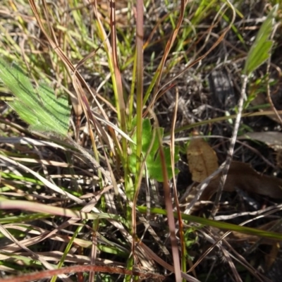 Ranunculus lappaceus (Australian Buttercup) at Murrumbateman, NSW - 5 Jul 2020 by AndyRussell
