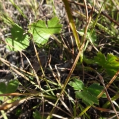 Ranunculus lappaceus at Murrumbateman, NSW - 5 Jul 2020