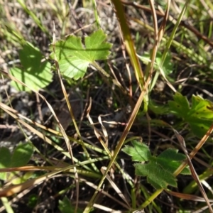 Ranunculus lappaceus at Murrumbateman, NSW - 5 Jul 2020