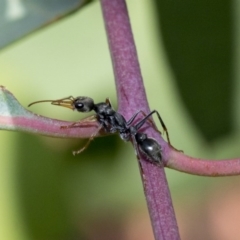 Myrmecia sp., pilosula-group (Jack jumper) at Weetangera, ACT - 10 Mar 2020 by AlisonMilton