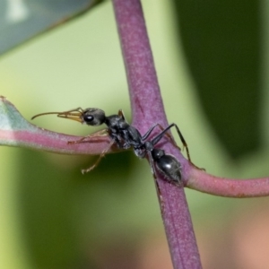 Myrmecia sp., pilosula-group at Weetangera, ACT - 10 Mar 2020