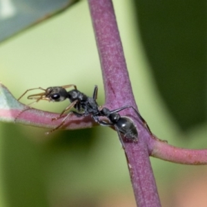 Myrmecia sp., pilosula-group at Weetangera, ACT - 10 Mar 2020 09:28 AM