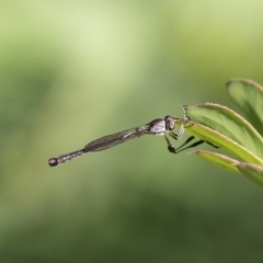 Leptogaster sp. (genus) (Robber fly) at The Pinnacle - 9 Mar 2020 by AlisonMilton